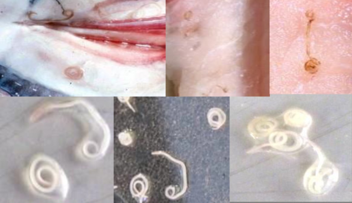 Imágenes de Anisakis en varios tipos de pescados