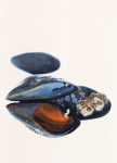 Moluscos: mejillones abiertos