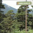 Señal del Camino Schmid junto a los pinos