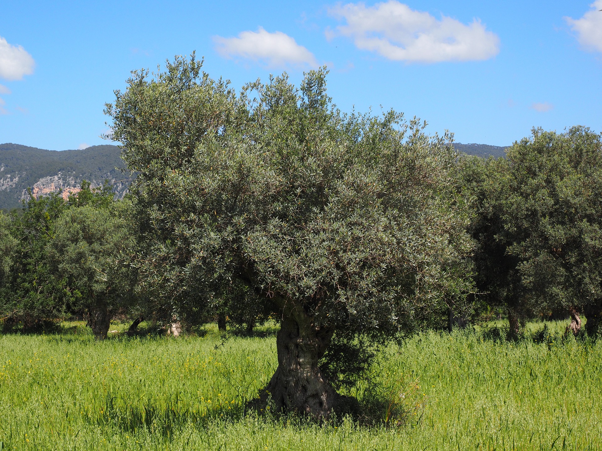 Campo Olivos